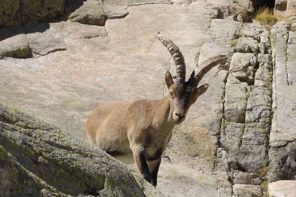 Subastarán sesenta lotes de caza de la reserva regional de Extremadura "La Sierra"